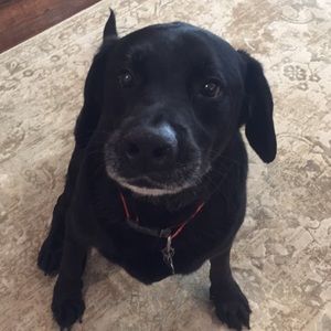 Meet your Posher, Chris